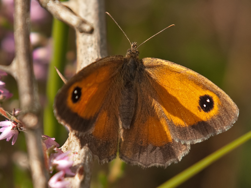 Pyronia tithonus Gatekeeper Oranje Zandoogje